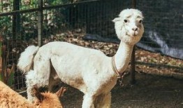 抖音网红大鹅,萌态可掬，圈粉无数